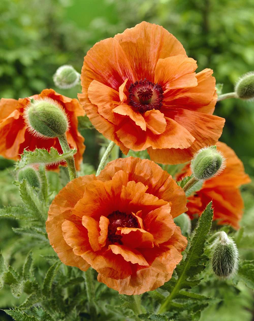 Orientalsk valmue 'Harvest Moon'